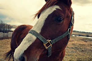 no-retirement-plan-for-horses