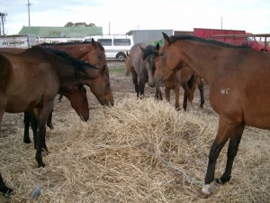Racehorses-Life-Horses-Awaiting-Slaughter-1024x768
