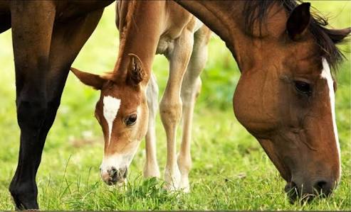 The estimated 3000 mares and stallions who exit the breeding cycle every year are not accounted for in either study.