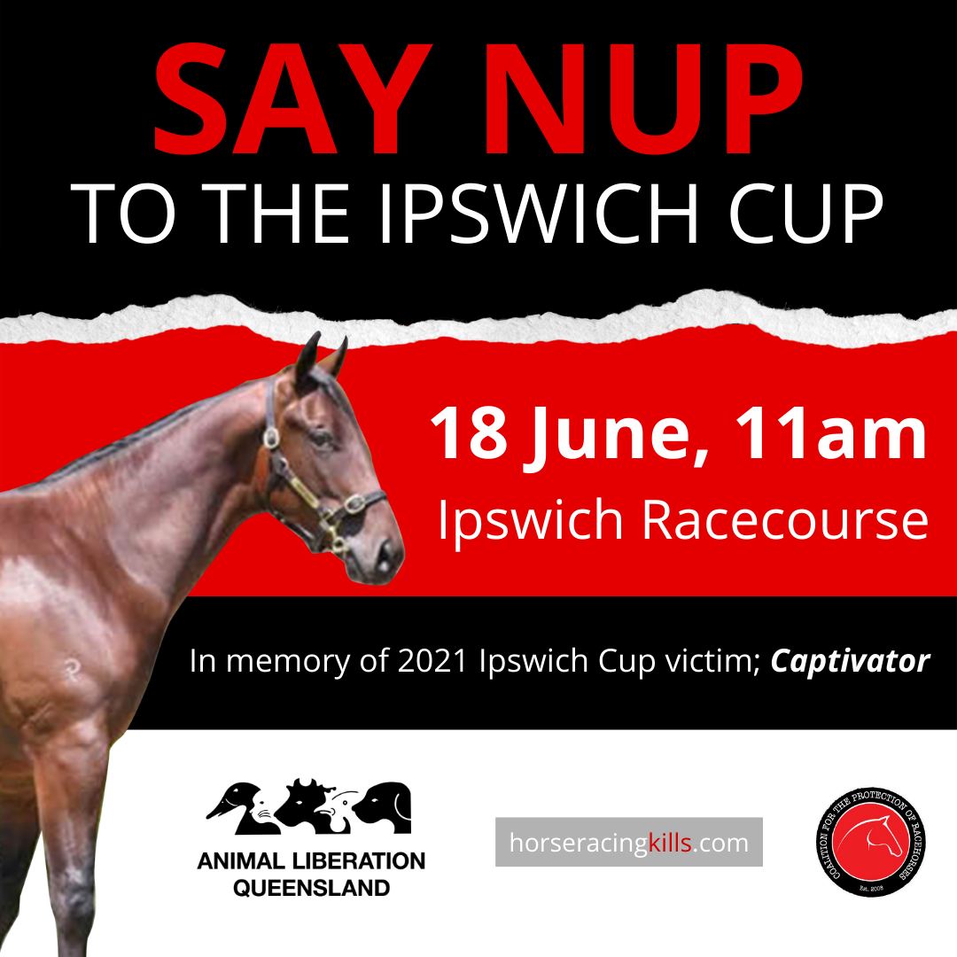 Nup to the Ipswich Cup