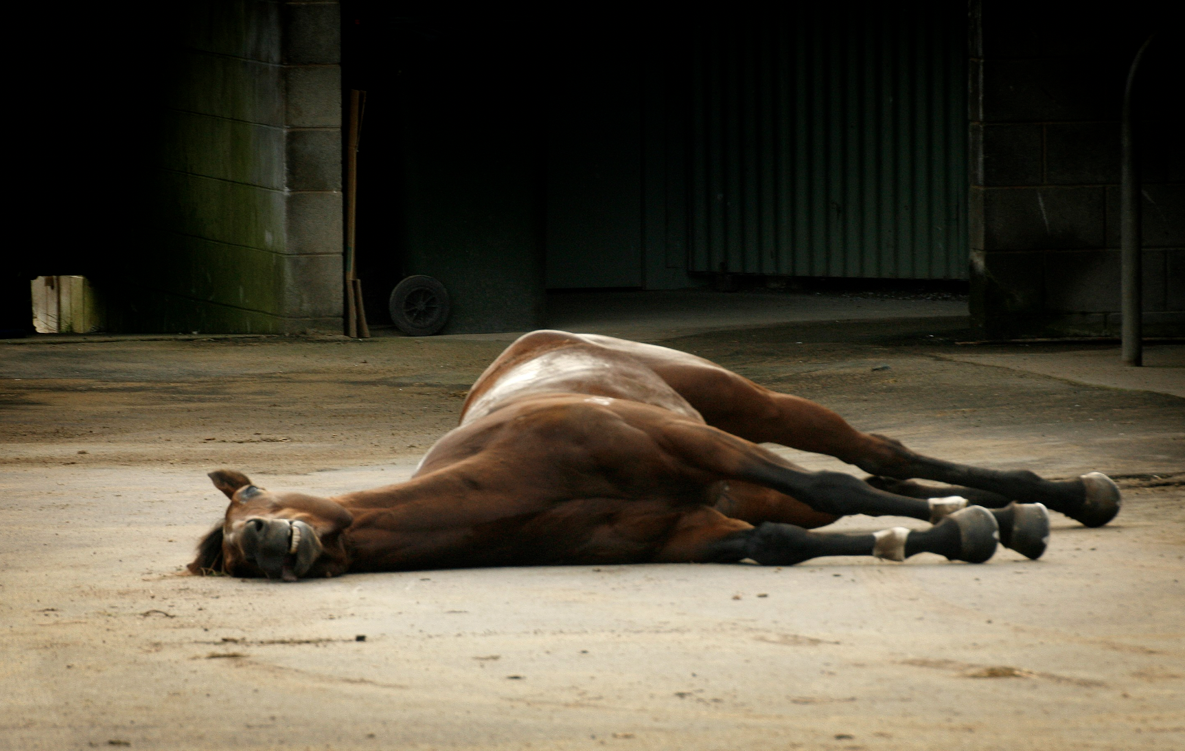 Pride Of Westbury fell during a jumps race in Warrnambool Victoria in 2009. He was subsequently killed, and his lifeless body was left on the concrete behind the racetrack out of view of racegoers. 