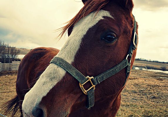 no-retirement-plan-for-horses